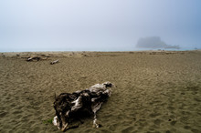 Foggy Oregon Coast