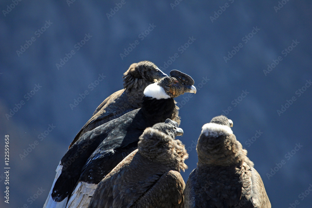 An andean condor family sitting there and waiting for the sun and ...
