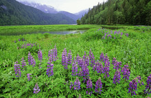 Along Inside Passage, Altanash Estuary With Lupines_x0003_, Central Coast, British Columbia, Canada.