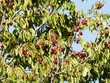 © anuskiserrano - Cerezo con cerezas rojas orgánicas