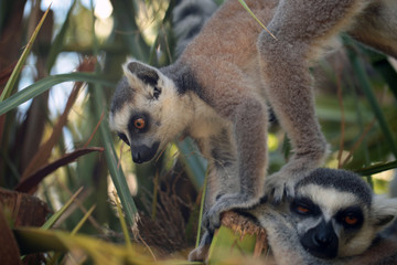 Wall Mural - funny lemur stepping on other lemur