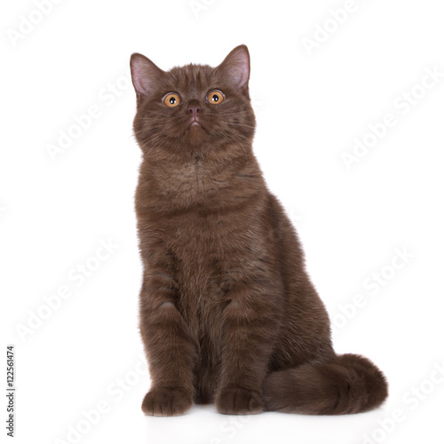 Brown British Shorthair Cat On White Buy This Stock Photo And