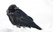 Common Raven (Corvus Corax) In Winter, Banff National Park, Alberta, Canada