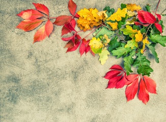 Canvas Print - oak maple autumn leaves stone background vintage style