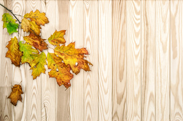 Canvas Print - red yellow leaves wooden texture. autumn background