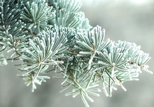 Pine In Frost