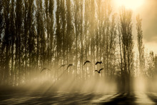 Canada Geese At Sunrise Through Fog, (Godbeams) Burnaby Lake Regional Park, Burnaby, British Columbia, Canada