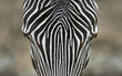 Zebra head close up from above
