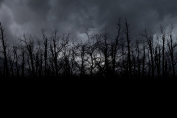 Wall Mural - night forest halloween background
