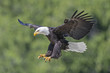 © All Canada Photos - Adult bald eagle (Haliaeetus leucocephalus) landing, temperate rainforest, coastal British Columbia, Canada