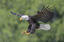 Adult Bald Eagle (Haliaeetus Leucocephalus) Landing, Temperate Rainforest, Coastal British Columbia, Canada