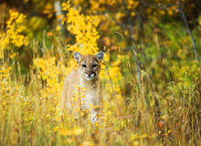Portrait Of Cougar Cub Standing In Grassy Field
