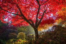 Fall Colour, The Japanese Garden, Butchart Gardens, Brentwood Bay, Vancouver Island, British Columbia, Canada