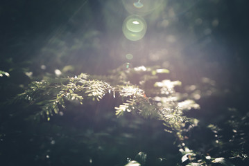 sunlit pine needles