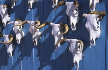 USA, Arizona, Tuscon Pueblo Cow Skulls On Ranch Wall