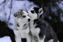 Two Siberian Husky Puppies 