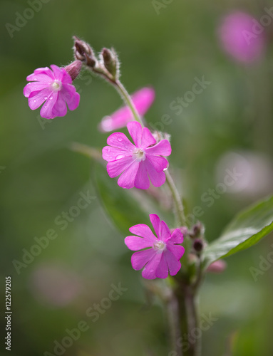 Macrophotographie Dune Fleur Sauvage Compagnon Rouge