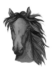 Black arabian horse head sketch