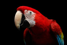 Close-up Funny Portrait Of Green-winged Macaw, Ara Chloroptera, Isolated On Black Background. Parrots Live In Central And South America