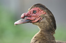 Ornamental Duck Breed