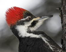 The Pileated Woodpecker (Dryocopus Pileatus) Is A Very Large North American Woodpecker