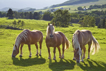 Three Belgian American Draft Horses In A Pasture.
