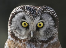 Boreal Owl, Aegolius Funereus, Portrait Shot In Saskatoon, Saskatchewan,Canada
