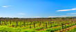 © myphotobank.com.au - McLaren Vale wineries
