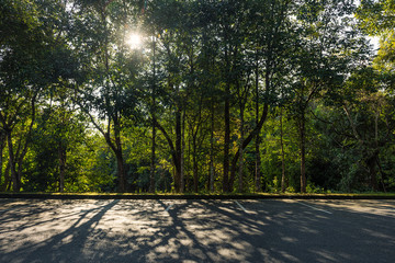 Wall Mural - Empty parking lot against trees in forest with lighting at morning