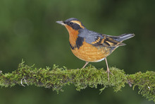 Varied Thrush (Ixoreus Naevius) Perched On A Branch In Victoria, British Columbia, Canada.