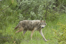 Gray Wolf (Canis Lupus) In Summer Forest Clearing, Montana, USA