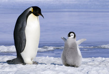 Emperor Penguin  With Chick, Snow Hill Island, Weddell Sea, Antarctica