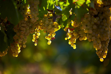  grape harvest