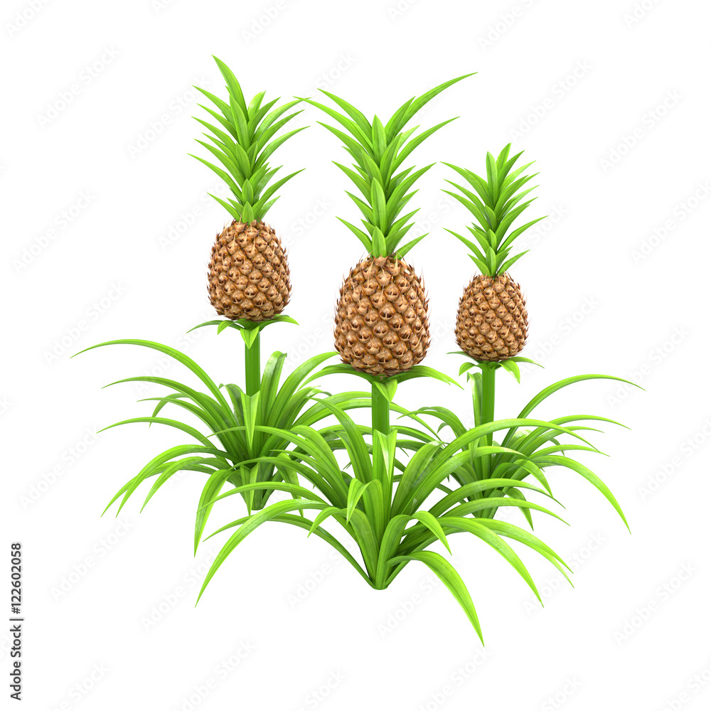 Fruta do abacaxi no têxtil cor-de-rosa foto – Imagem grátis sobre Abstrair  na Unsplash, image size:1000x1000