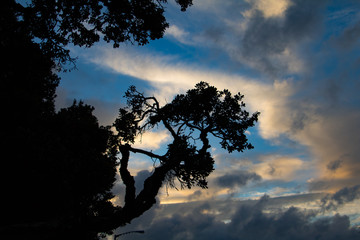 Pohutukawa at Sunset