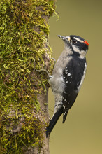 Male Downy Woodpecker (Picoides Pubescens) On Mossy Perch At Victoria, Vancouver Island, British Columbia, Canada