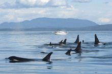 Southern Resident Orcas Or Killer Whales, Orcinus Orca Near Pender Island, BC, Canada