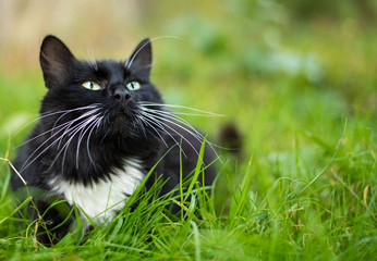 Adult black and white cat