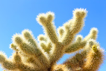 Cactus Forest
