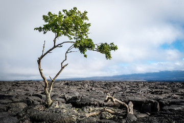 Isolated tree growing in congealed lava on the Big Island of Hawaii