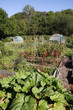 Growing vegetables in an allotment