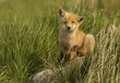 © All Canada Photos - Red fox pup sitting in grass, Canada