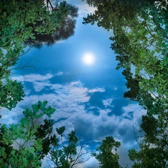 Wall Mural - moon through tree leaves