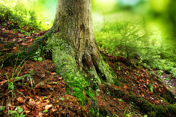 Sticker - Big tree roots in a green forest