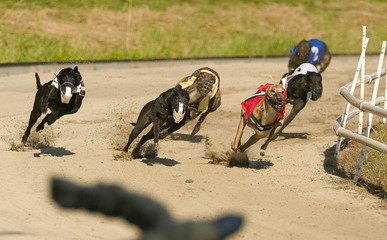 Greyhound dogs racing on sand track