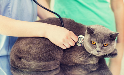 Poster - close up of vet with stethoscope and cat at clinic