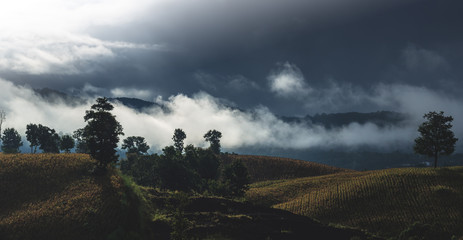 Wall Mural - corn farm on mountain with sky and clouds in asia