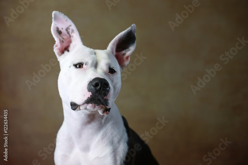 American Staffordshire Dogo Argentino Mix Im Studio Buy This Stock Photo And Explore Similar Images At Adobe Stock Adobe Stock