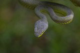Fototapeta Zwierzęta - Close up Yellow-lipped Green Pit Viper snake