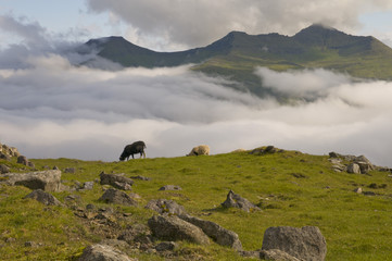 Wall Mural - Two sheep on the blue sea and grass cliff background